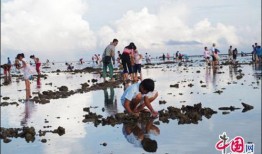 海南赶海爆料事件视频播放,视频揭示海滩奇观与生态挑战